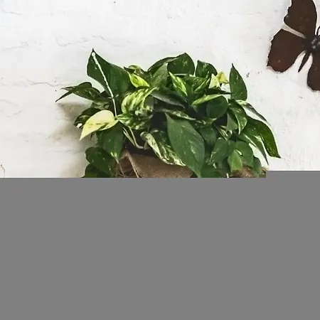 Hedera Estate, Hedera Ix * Banići